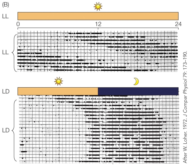 Refer to the figure.   Top: An illustration of the single plotted actogram depicts the circadian rhythm of calling in Australian black field cricket during the day schedule, which shows the male crickets were kept constant in light for 24 hours. Bottom: An illustration of the single plotted actogram depicts the circadian rhythm of calling in Australian black field cricket during the day and night schedule, which shows the male crickets were kept constant in light for 12 hours and the next 12 hours, male crickets were subjected to dark. The bottom figure demonstrates that in an alternating light and dark environment, male crickets A)  are unable to maintain a regular cycle of calling. B)  call continuously throughout the day due to the constant light input. C)  maintain a daily cycle of calling and noncalling that starts slightly later each day. D)  reset their calling cycle to start a few hours before the lights go off and continue until a few hours before the lights go on.