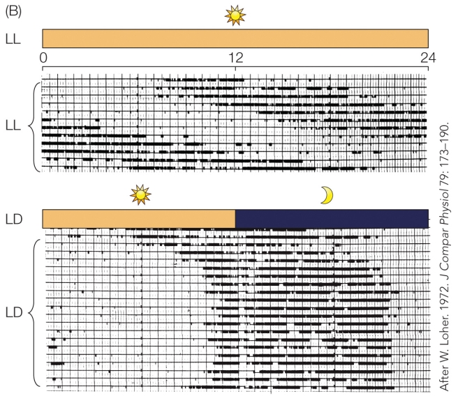 Refer to the figure.   The bottom figure's findings best support the proximate-level hypothesis that A)  crickets use the light and dark as environmental cues to entrain their circadian rhythm. B)  crickets have an internal clock that maintains a regular cycle of calling in the absence of environmental cues. C)  it is adaptive for male crickets to have a circadian rhythm in order to match female activity and increase chances of reproduction. D)  the molecule juvenile hormone (JH)  is responsible for regulating the cricket's circadian rhythm.