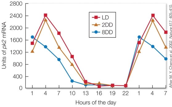 Refer to the figure.   This figure shows the hourly changes in the production of messenger RNA (mRNA)  encoded by the PK2 gene in mice exposed to a light-dark cycles of 12 hours of light and 12 hours of darkness (LD) , complete darkness for 2 days (2DD) , and complete darkness for 8 days (8DD) . How do these results support the hypothesis that PK2 is a clock messenger? A)  The production of PK2 depends on the amount of daylight that is available. B)  PK2 is produced in a circadian pattern independent of light-dark cues. C)  A mutation in certain key clock genes disrupts the circadian rhythm of PK2 production. D)  Prolonged periods of darkness increase the expression of the gene that produces PK2.