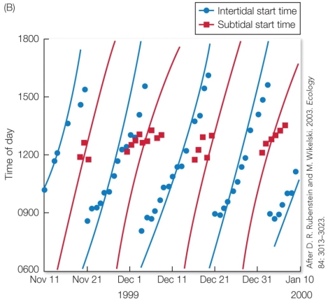 Refer to the figure.   In this graph of marine iguana foraging start times, what pattern emerges between when iguanas forage in the intertidal zone versus the subtidal zone? A)  Marine iguanas switch every few weeks between foraging in the intertidal zone throughout the day, and only foraging in the subtidal zone around midday. B)  Marine iguanas forage equally between the intertidal and subtidal zone at any time of day. C)  Marine iguanas initially forage primarily in the intertidal zone but switch to foraging in the subtidal zone as temperatures get cooler. D)  Marine iguanas switch between foraging in the intertidal zone at night, and the subtidal zone during the middle of the day.