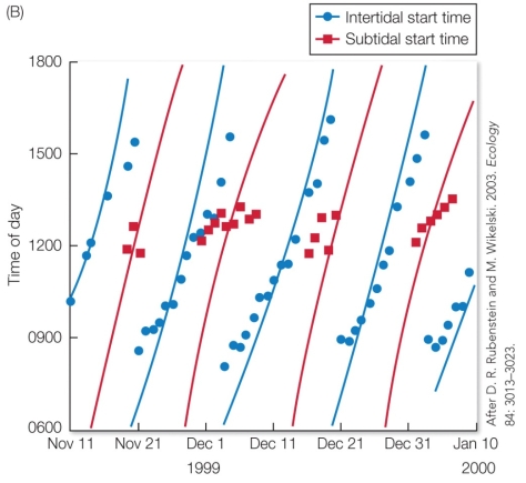 Refer to the figure.   What environmental cues are the iguanas using to regulate their foraging behavior? A)  Lunar cycles and availability of moonlight B)  Changes in daily temperature and day length C)  The interaction between diurnal and tidal cycles D)  Rainfall and changes in food availability