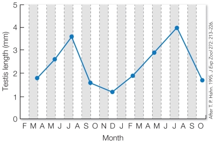Refer to the figure.   These results, showing the change in testis length in male red crossbills over time, support the hypothesis that crossbills A)  are reproductively opportunistic birds that maintain full reproductive capacity throughout the year. B)  have an underlying reproductive cycle that is dependent on photoperiod. C)  only use seed abundance, an unpredictable environmental cue, to determine reproductive capacity. D)  do not rely on environmental cues to entrain their reproductive cycle.