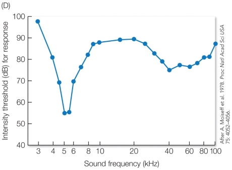 Refer to the figure.   Crickets can most easily hear sound frequencies when the intensity threshold is low. When crickets hear a low frequency sound, they turn toward the source of the sound. When they hear a high-frequency sound, they turn away. The  intensity threshold  on the graph refers to the A)  loudest sound of a given sound frequency that a cricket can hear. B)  softest sound of a given sound frequency that a cricket can hear. C)  most intense response given by a cricket to a given sound frequency. D)  least intense response given by a cricket to a given sound frequency.