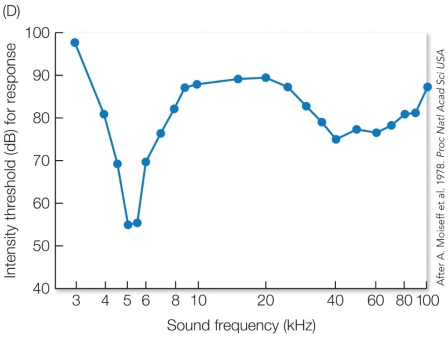 Refer to the figure.   Based on the information in the graph, what would you predict is the sound frequency (kHz)  of ultrasonic bat calls? A)  3-kHz, because the intensity threshold is at its highest point and it is a low-frequency. B)  5-kHz, because the intensity threshold is at its lowest point and it is a low-frequency. C)  40-kHz, because there is a dip in the intensity threshold and it is a high-frequency. D)  100-kHz, because the intensity threshold is high, and it is the highest frequency recorded.