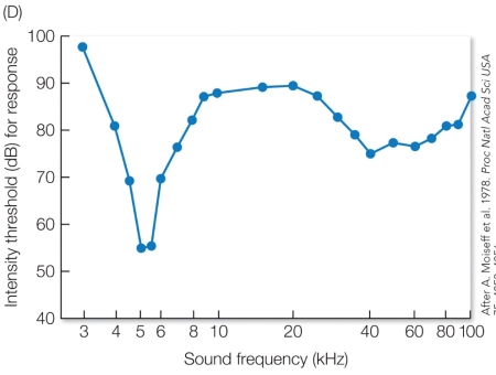 Refer to the figure.   Based on the information in the graph, what would you predict is the sound frequency (kHz)  of male cricket calls? A)  3-kHz, because the intensity threshold is at its highest point and it is a low-frequency. B)  5-kHz, because the intensity threshold is at its lowest point and it is a low-frequency. C)  40-kHz, because there is a dip in the intensity threshold and it is a high-frequency. D)  100-kHz, because the intensity threshold is high, and it is the highest frequency recorded.