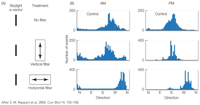 Refer to the figure.    In this experiment, monarch butterflies tethered in a flight cage received three treatments impacting the angle of polarized light reaching them from the sky: no filter (top), a vertical filter that did not interfere with the pattern of polarized light (middle), and a horizontal filter that shifted the angle of polarized light (bottom). Based on the data, what hypothesis does this support?