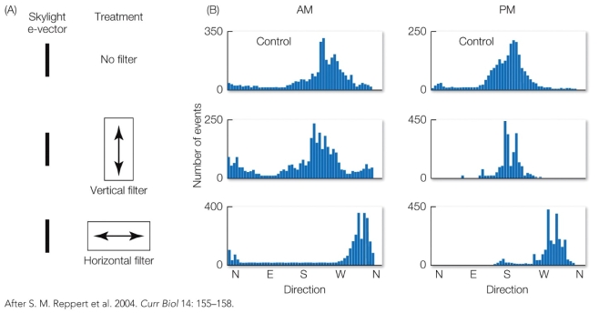 Refer to the figure.    How would you alter this experiment to test the hypothesis that butterflies rely on UV light to orient correctly while migrating?