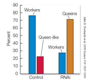 Refer to the figure.    DNA methylation, an epigenetic modification which alters DNA accessibility and impacts gene expression, influences the morphological and behavioral development of growing honeybee larvae. Explain how the data shown, which compare caste development in honeybees injected with a control (left) versus an enzyme that controls DNA methylation (right), support or refute this hypothesis.