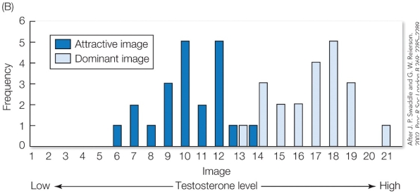 Refer to the figure below.   In this study, digital images of the same male's face were altered to reflect the developmental effects of testosterone. Women then judged the photographs for physical attractiveness and social dominance. The findings from this study suggest that A)  women prefer dominant men because they are able to protect their partner from other men. B)  women prefer men with high testosterone faces because these features indicate social dominance. C)  women do not necessarily prefer men with genetic traits that indicate social dominance. D)  male facial masculinity is under strong sexual selection by female choice.