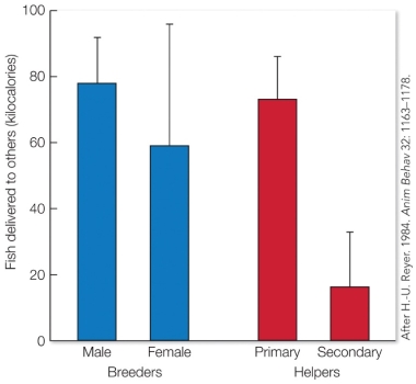 Refer to the figure.   Primary helpers are less likely to survive and reproduce the following year than secondary helpers. Based on the results shown here, we can predict that secondary helpers are A)  related to the breeders and gain direct benefits through their helping effort. B)  unrelated to the breeders and gain direct benefits through their helping effort. C)  related to the breeders and gain indirect benefits through their helping effort. D)  unrelated to the breeders and gain indirect benefits through their helping effort.