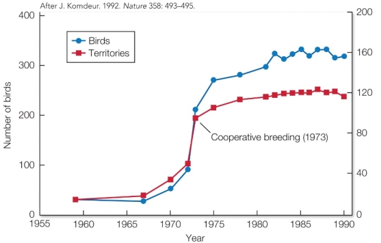 Refer to the figure.   Due to conservation efforts, this population of Seychelles warblers increased from 1959 to 1990. How does the relationship between the number of birds and number of territories change over this period? A)  The number of birds and number of territories increase at the same steady rate as one another over time. B)  The number of birds and number of territories increase together at first, but the number of birds then begins to greatly outnumber the number of territories. C)  The number of birds consistently outnumbers the number of territories throughout the period, but at different amounts in different years. D)  The number of birds increases steadily throughout the period, while the number of territories oscillates.