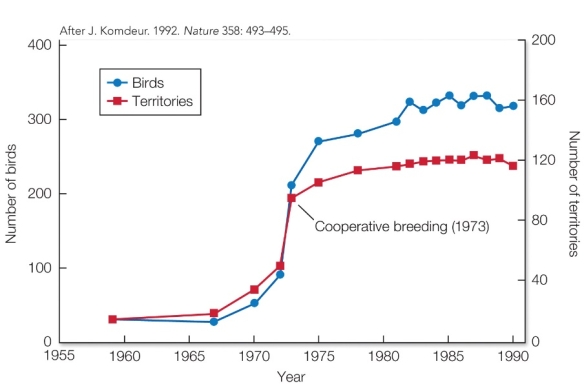 Refer to the figure.   Due to conservation efforts, this population of Seychelles warblers increased from 1959 to 1990. Following the ecological constraints hypothesis, in what year would you predict that helping behavior began to occur in this population? A)  1960 B)  1967 C)  1973 D)  1985