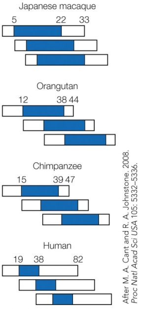 Refer to the figure.   Horizontal bars represent the maximum life spans of three successive generations in each species. The blue shaded areas are the mean reproductive spans. These results indicate that compared to other primates, humans A)  start reproducing at a similar age. B)  have longer postreproductive survival. C)  reproduce for a longer portion of their lives. D)  overlap more in reproductive span between each generation.