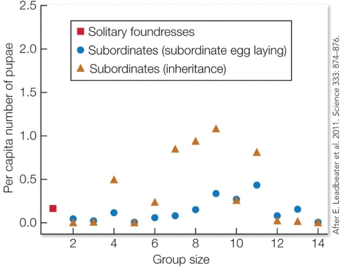 Refer to the figure.    Based on the data in the figure, describe why female Polistes wasps are more likely to be helpers to a foundress rather than establish their own nest as a solitary foundress. What type of social interaction does this helping behavior illustrate, and why?