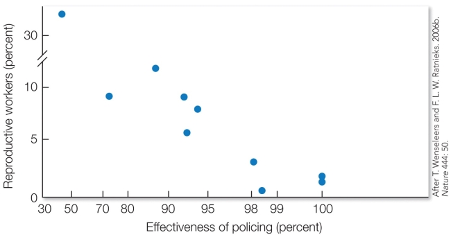Refer to the figure.   These results demonstrate that A)  policing behavior of workers increases the reproductive skew between queens. B)  workers with higher degrees of relatedness exhibit less effective policing behavior. C)  the better workers are at policing, the less workers are able to gain direct fitness. D)  queen overproduction is more likely to occur in colonies with low policing and a large number of workers' sons.
