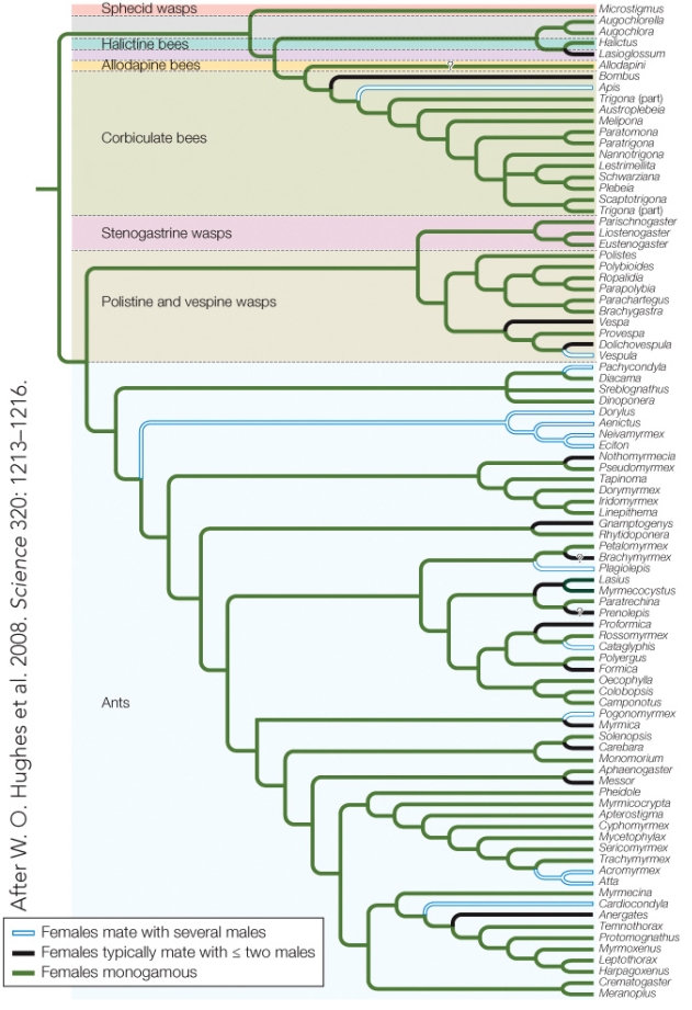 Refer to the figure.   These results indicate that A)  polyandry evolved from a single common ancestor. B)  the ancestral species of each eusocial group was monogamous. C)  altruism only occurs in polyandrous species. D)  haplodiploidy inheritance explains the evolution of eusociality.