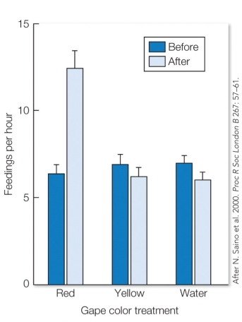 Refer to the figure.   These results indicate that A) chicks with colored gapes received more food than those with an unaltered gape. B) chicks with gapes colored red received more food than those with a yellow or unaltered gape. C) experimentally altering chicks' gapes reduced the amount of food that they received. D) experimentally altering chicks' gapes did not impact the amount of food they received.