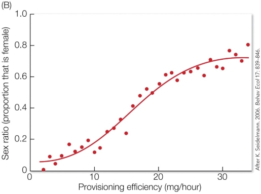Refer to the figure, which shows the provisioning efficiency of female red mason bees.   These results suggest that A)  females invest more in sons because they have higher reproductive value. B)  when resources are limited, females invest more in sons because they are more likely to disperse. C)  lower quality females invest more in daughters because they are the cheaper sex to produce. D)  females adjust which sex they produce according to their body condition and ability to gather resources.