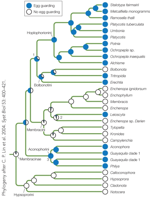 Refer to the figure.    It is hypothesized that egg guarding evolved in treehoppers three times (labelled 1, 2, and 3). Imagine if the trait actually appeared in the ancestral population at the base of the tree, labelled Membracinae. What is the minimum number of trait changes that would be necessary to produce the presence of egg guarding depicted in the tree?