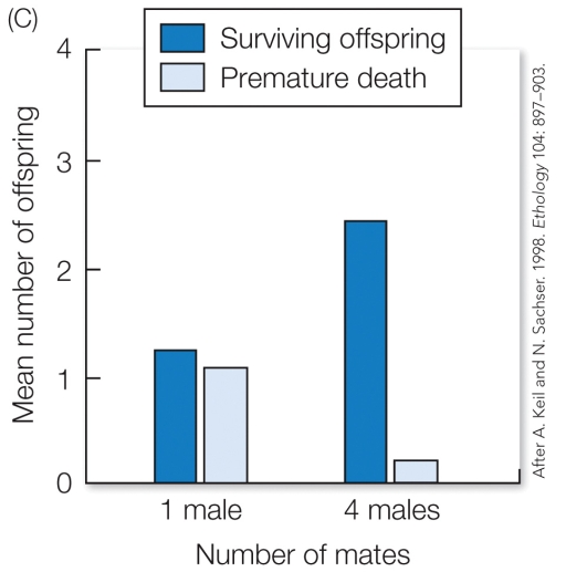 Refer to the figure.   Based on these results, this species most likely exhibits A)  polygynandry/promiscuity. B)  polyandry. C)  monogamy. D)  polygyny.