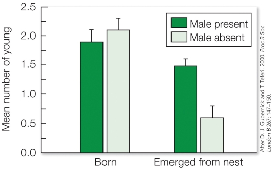 Refer to the figure.   These results illustrate that in this species, A)  the absence of a male partner does not significantly impact the number of offspring born, but causes a decline in the number of offspring to emerge from the nest. B)  the absence of a male partner causes a significant decline in the number of offspring born and that emerge from the nest. C)  the absence of a male partner significantly impacts the number of offspring born, but not the number that emerge from the nest. D)  the absence of a male partner does not significantly impact survival of offspring.