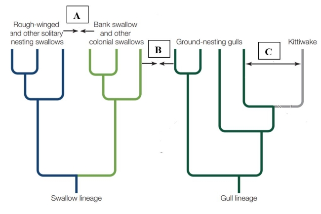 Refer to the figure.   Which relationship indicated on the phylogeny illustrates divergent evolution? A)  A B)  B C)  C D)  None of the above.