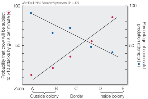 Refer to the figure.    The graph displays the impact of gull behavior on crows foraging for chicken eggs (mock gull eggs) that were placed outside, on the border, or inside the gull colony. Do the data below support the predator distraction hypothesis?