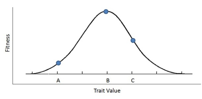 A researcher examined the fitness of a trait in a population and plotted the data below. Which of the following is a valid conclusion that can be drawn from these data?   A) Trait value B is the optimal trait value B) Fitness is frequency-dependent C) Disruptive selection is acting on trait value C D) Kin selection explains why the fitness of trait value A is lower than the fitness of trait value C E) Trait value C will increase in the population