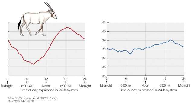 Refer to the figure shown.   The y axis is most likely measuring A)  urine concentration. B)  body temperature. C)  insulation thickness. D)  metabolic rate.