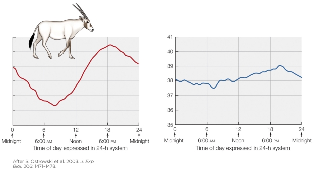 Refer to the figure shown.   The most accurate description of the results in the figures is A)  gazelles cycle their metabolic rate more in summer than in winter. B)  oryxes have less consistent body water content in winter than in summer. C)  gazelles have more variable urine concentrations in winter than in summer. D)  oryxes have more variable body temperatures in summer than in winter.