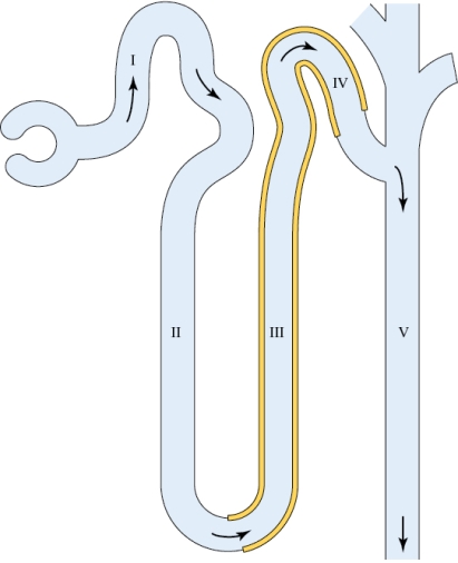 Refer to the figure shown.   Where is most of the glucose reabsorbed from the tubular fluid? A)  I B)  II C)  III D)  IV