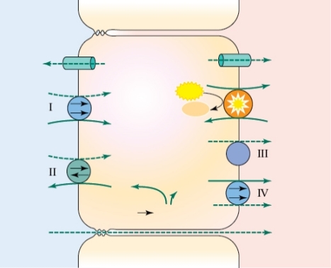 Refer to the figure shown.   Which process or processes are using the sodium gradient to bring substances into the cell? A)  I B)  I and II C)  I, II, and III D)  I, II, and IV