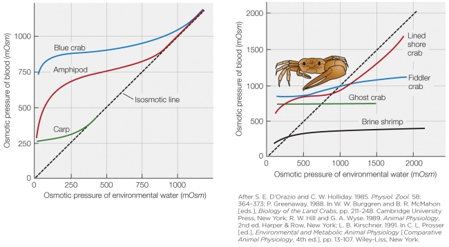 Refer to the figure shown.   Taking into account both numerical scales and shape on both graphs, which line most closely represents that of a Pacific salmon? A)  Blue crab B)  Carp C)  Fiddler crab D)  Brine shrimp