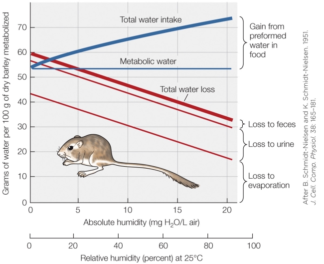Refer to the figure shown.   Why is preformed water in food not a consistent value? A)  Humidity affects the amount of water in the food. B)  Increased metabolic rate affects the water absorbed from the food. C)  Metabolic water is decreased in deceased humidity. D)  Evaporative water loss increases in decreasing humidity.