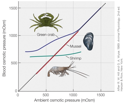 Refer to the figure shown.   Based on the data shown, which animal can survive the widest range of salinity? A)  Green crab B)  Mussel C)  Shrimp D)  Green crab and shrimp