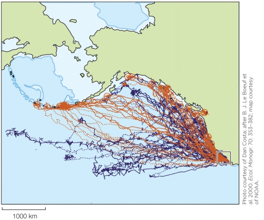 Refer to the figure shown.   The figure best represents which behavior? A) Diving behavior of male and female northern elephant seals B) Foraging behavior of male and female sperm whales C) Migration movements of male and female northern elephant seals D) Foraging movements of bottlenose dolphins