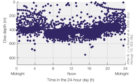 Refer to the figure shown.   Which of the following is shown by the data in the figure? A) Individual dive depths from one seal over many days B) Dive depths for many seals of one species over many days C) Dive depths for one seal during one day D) Dive depths for many seals of one species during one day