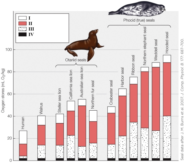 Refer to the figure shown.   Of the components shown in the figure, the one with the greatest effect on dive length in true (phocid)  seals is A)  the lungs. B)  the blood. C)  myoglobin. D)  dissolved O<sub>2</sub> in fluids other than blood. 