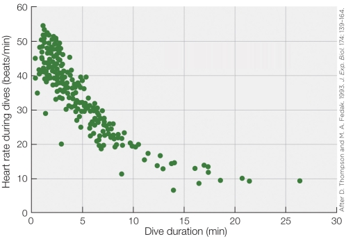 Refer to the figure shown.   Which value was most likely the resting pre-dive heart rate for the animals represented in figure? A)  60 beats/min B)  50 beats/min C)  10 beats/min D)  The answer is not shown on the y axis scale. 