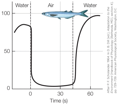 Refer to the figure shown.   Suppose that the same parameter represented in the figure is measured in aquatic animals that are moved from water to air and terrestrial animals that are moved from air to water. In which animal would the change in the measured parameter be the smallest? A)  Weddell seal B)  Fish that regularly emerge into the air briefly, such as grunion and flying fish C)  Teleost fish D)  Humans