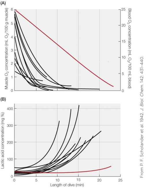 Refer to the figure shown.   Which statement regarding the data presented in the figure is true? A)  Blood circulation to muscle was significantly increased during the dives. B)  Oxygen supplies for the brain and myocardium remained low during the dives. C)  Muscles switch to anaerobic metabolism at some point during the dives. D)  Circulating blood oxygen continued to be made available from oxygen in muscle.