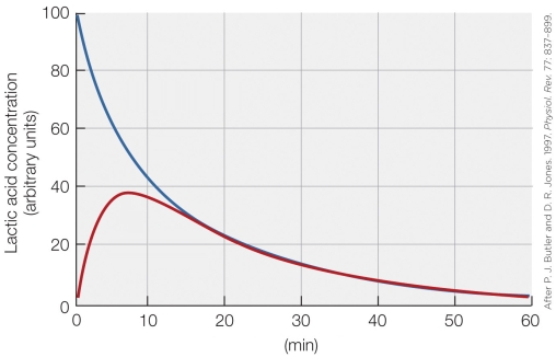 Refer to the figure shown.   Which statement regarding the data presented in the figure is the most accurate? A)  Blood concentration of lactic acid rises following a dive. B)  During a dive, lactic acid in the muscles increases dramatically. C)  During a dive, lactic acid is metabolized and eventually reaches undetectable levels. D)  Blood lactic acid and muscle lactic acid concentrations are typically mismatched during and after dives.