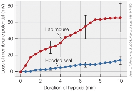 Refer to the figure shown.   The data in the figure show that compared to nondiving mammals, diving mammals have A)  hearts that function more efficiently. B)  brains that tolerate hypoxia better. C)  muscles that remain active in the absence of oxygen longer. D)  a more functional nervous system.