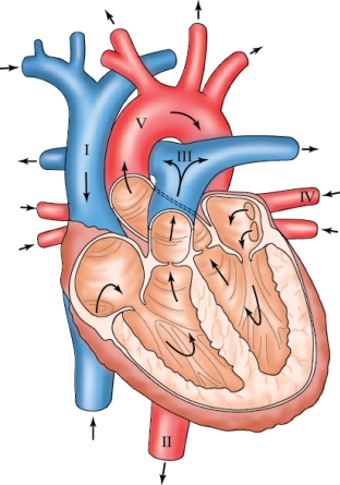 Refer to the figure shown.   Which area(s)  contain oxygenated blood? A)  I, II, and III B)  IV and V C)  IV only D)  III only