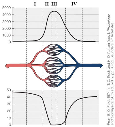 Refer to the figure shown.   Which vertical section denotes the vascular portion with the highest pressure? A)  I B)  II C)  III D)  IV