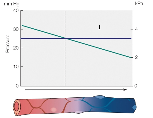 Refer to the figure shown.   In section I, fluid is _______ the capillary due to _______. A)  leaking out of; hydrostatic pressure B)  leaking out of; colloid osmotic pressure C)  moving into; hydrostatic pressure D)  moving into; colloid osmotic pressure