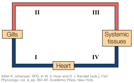 Refer to the figure shown.   From where do vessels branch off to supply the head and gut with oxygenated blood? A)  I B)  II C)  III D)  IV