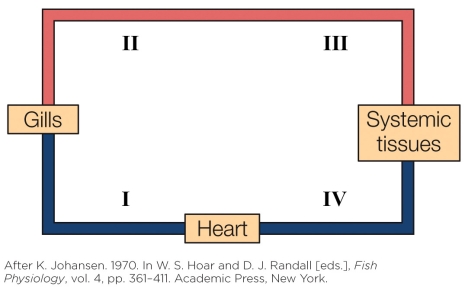 Refer to the figure shown.   When an air-breathing organ at the mouth is integrated into the circulation depicted in the figure, a new circulation loop is created connecting A)  I to III. B)  II to III. C)  I to IV. D)  III to IV.
