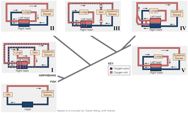 <strong>Refer to the figure shown.   Which plan represents the mammalian circulatory system?</strong> A) II B) III C) IV D) V <div style=padding-top: 35px> 