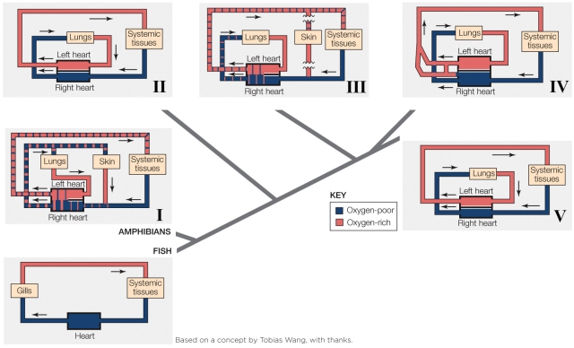 Refer to the figure shown.   Which circulatory plan allows the animals to modulate blood flow to the lungs independently of blood flow to the rest of the body? A)  II and V B)  II, IV, and V C)  I, III, and IV D)  I, IV, and V